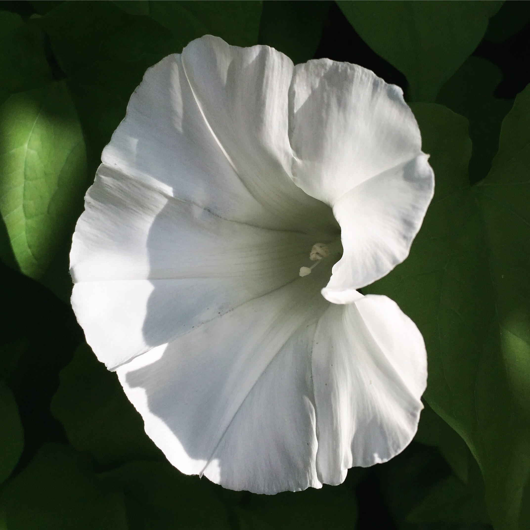 Seattle, WA - July 2017