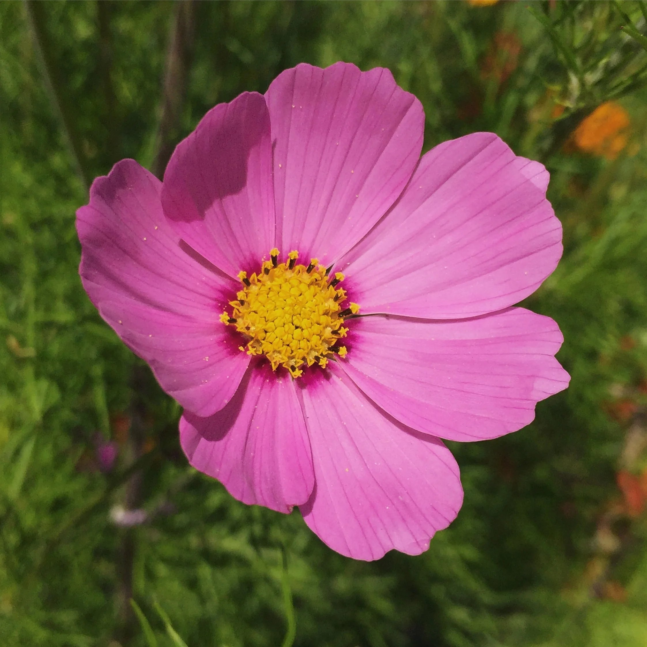 Seattle, WA - July 2017