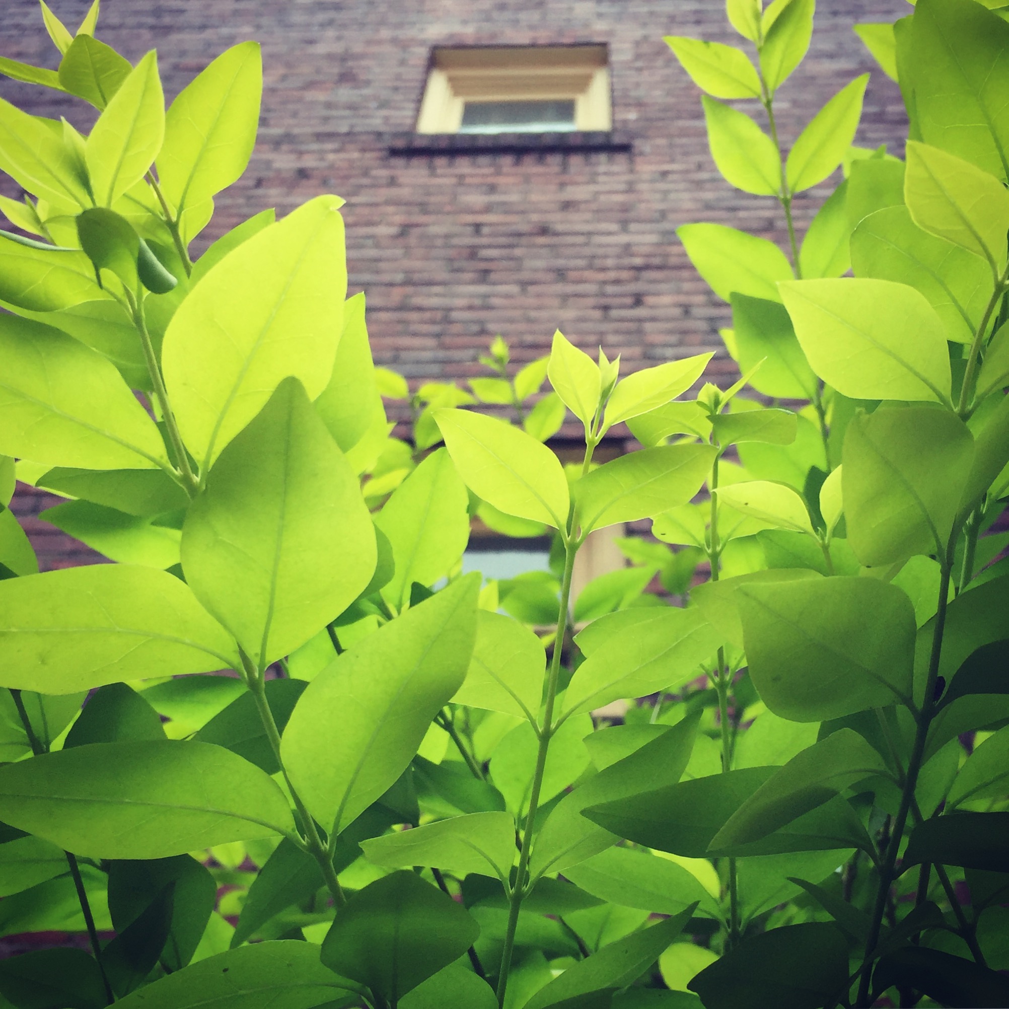 Seattle, WA - July 2017