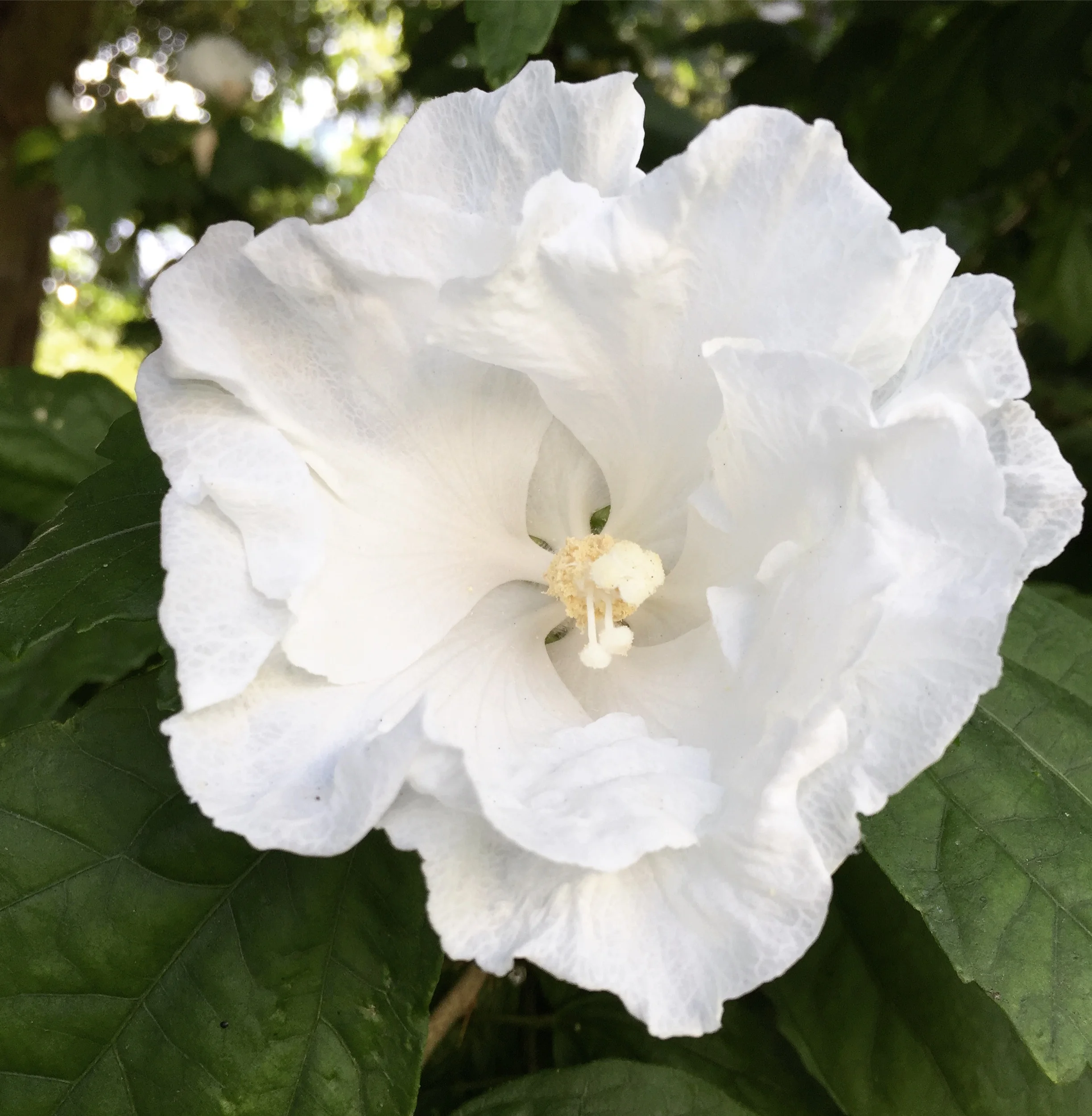 Seattle, WA - August 2017