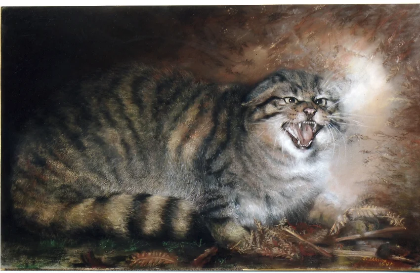 Scottish Wildcat