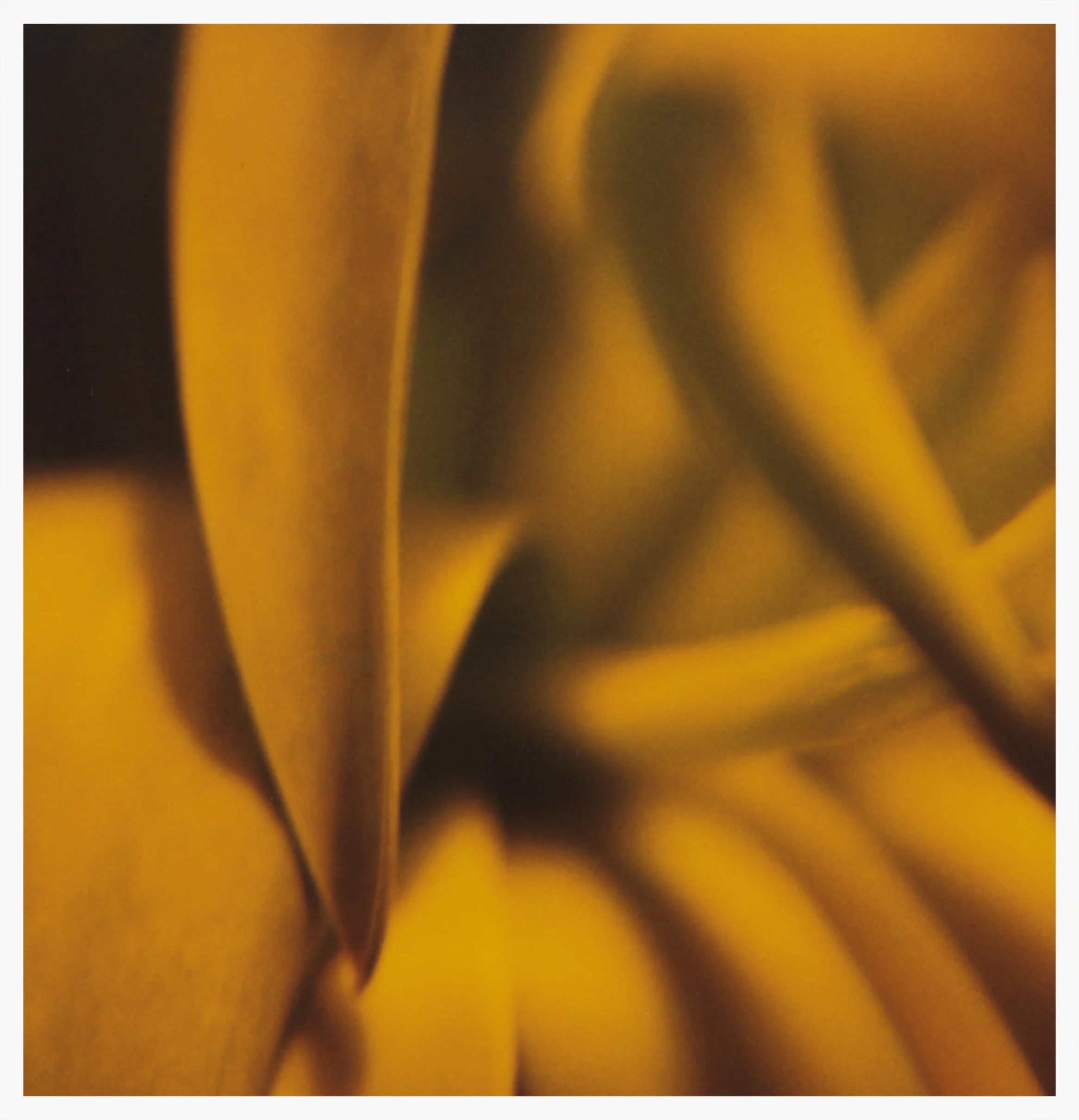 plant leaves-small.jpg