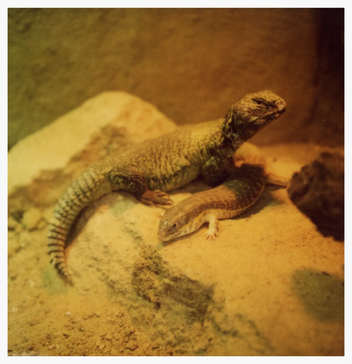 lizards-small.jpg