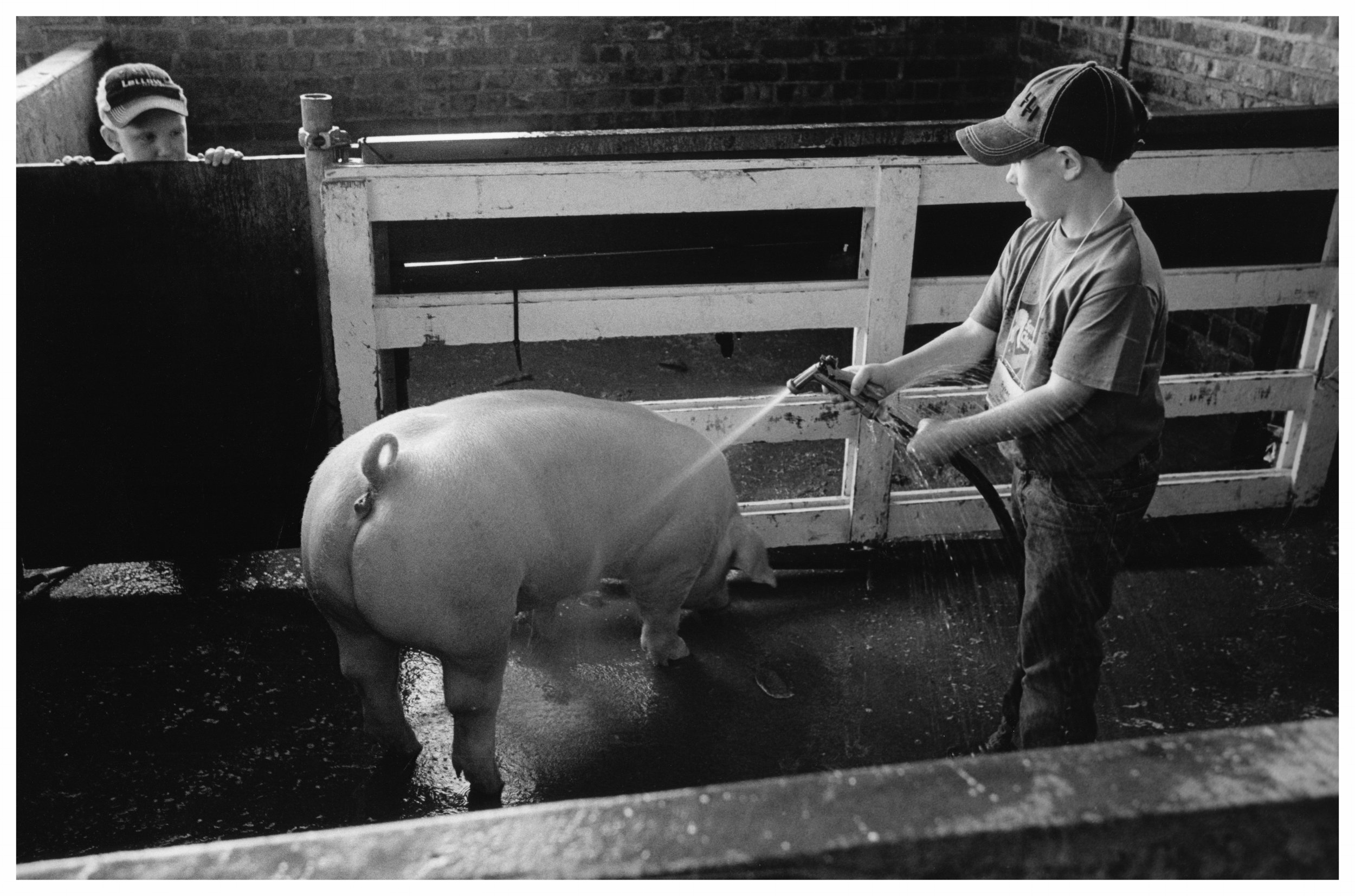 Boys and pig165-smaller.jpg