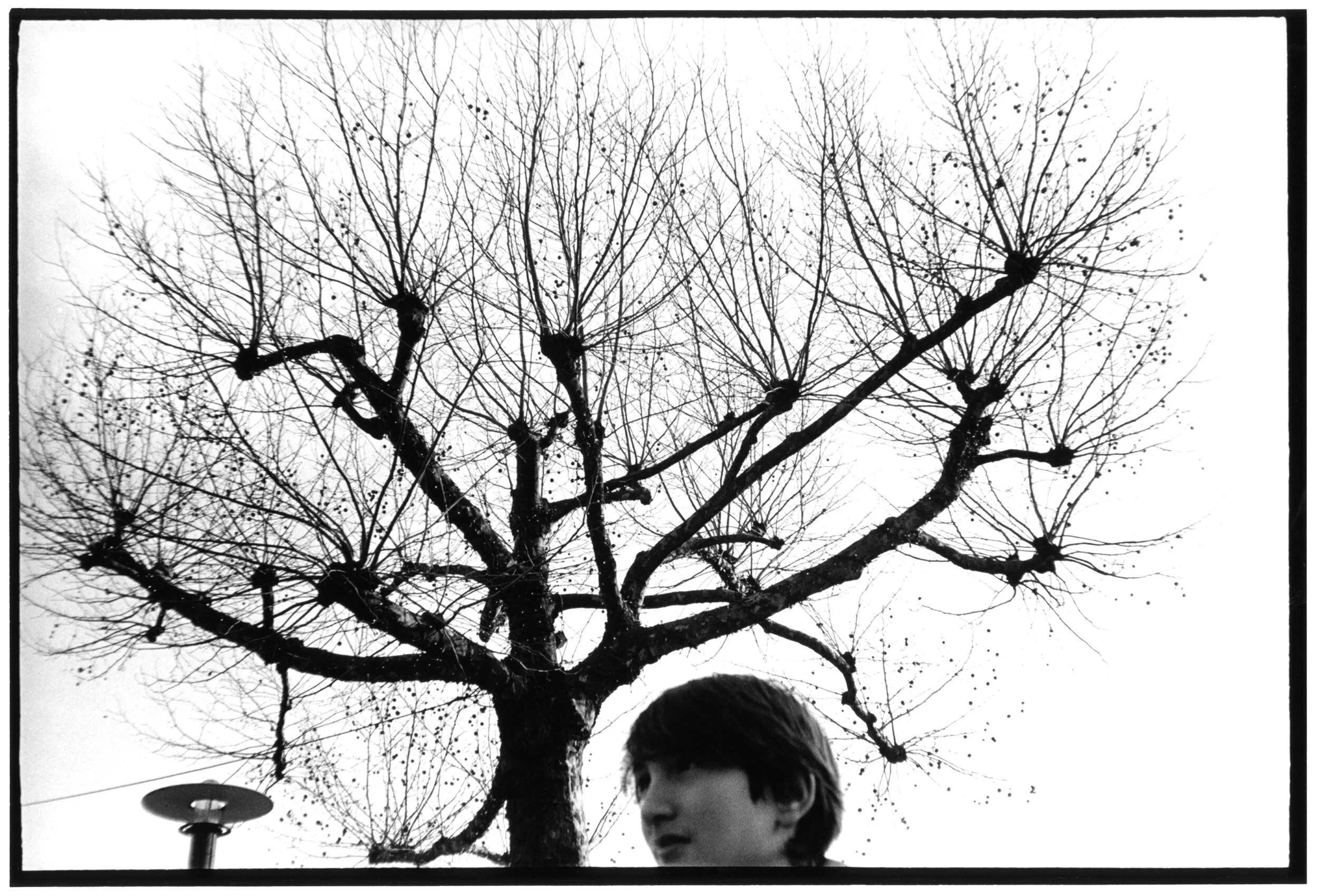 Lu tree-small.jpg