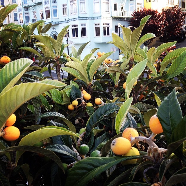 Victim of Passion We climb trees a lot. This month the loquat is perfectly in season. It's little known but grows all over the city. This time we came down with 25 pounds of fruit and their going into a galaxy hopped saison soon.