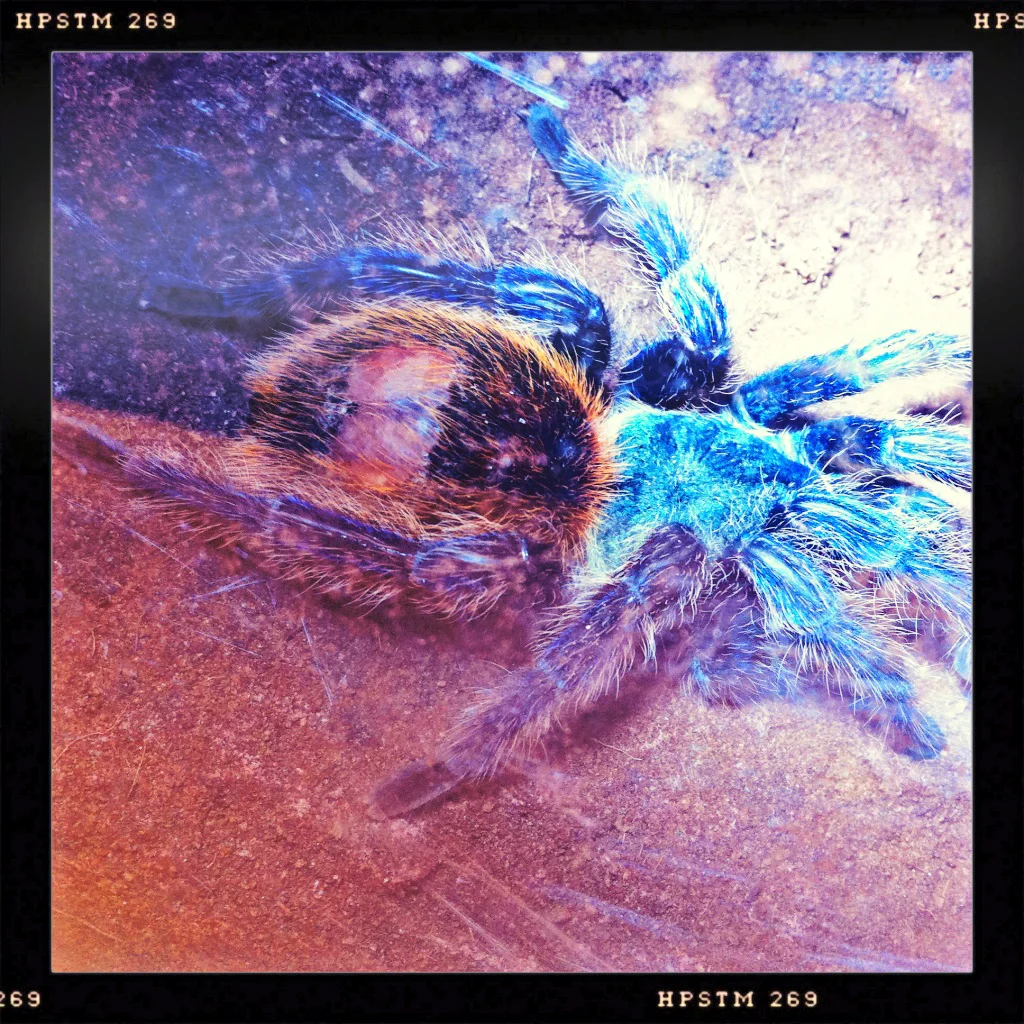 Tarantula