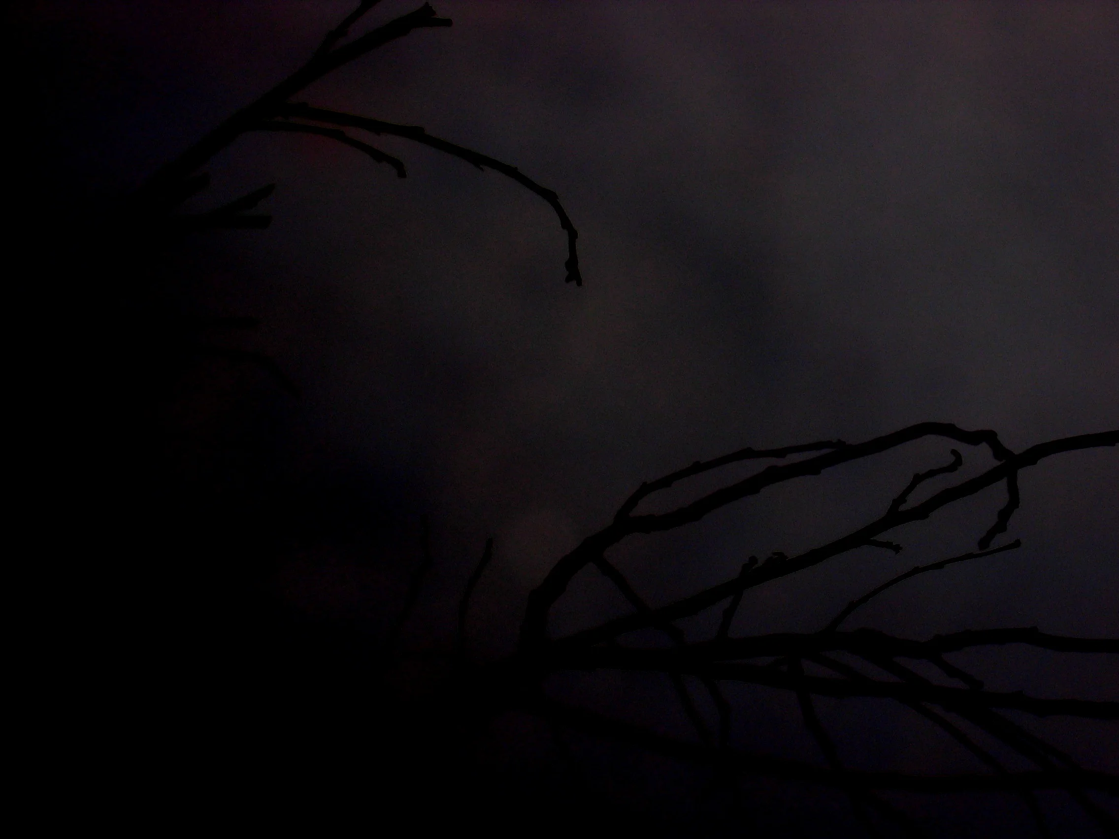 Fog