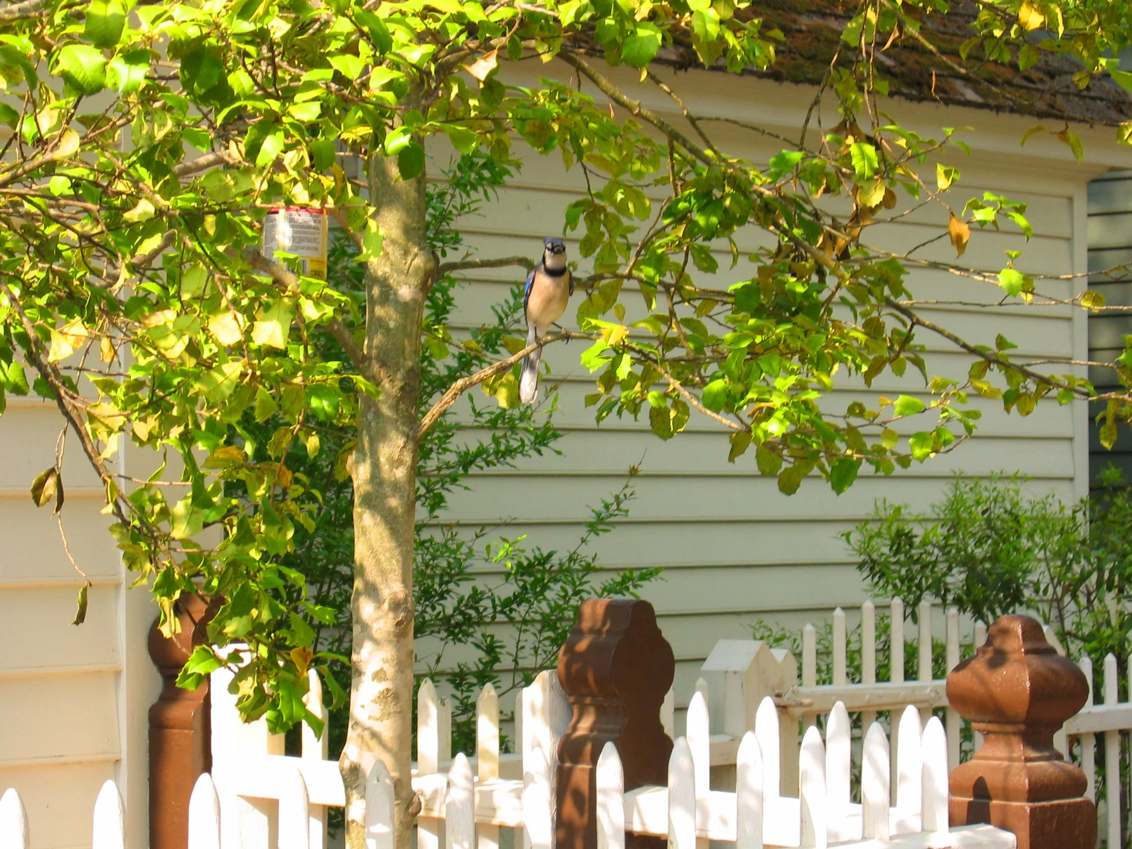 Bluejay