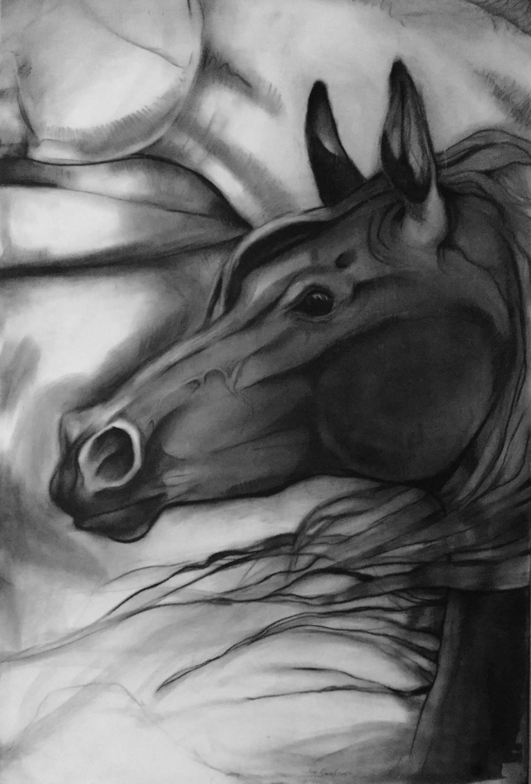 Horse Study 3 - $700 (3 of set of 3)