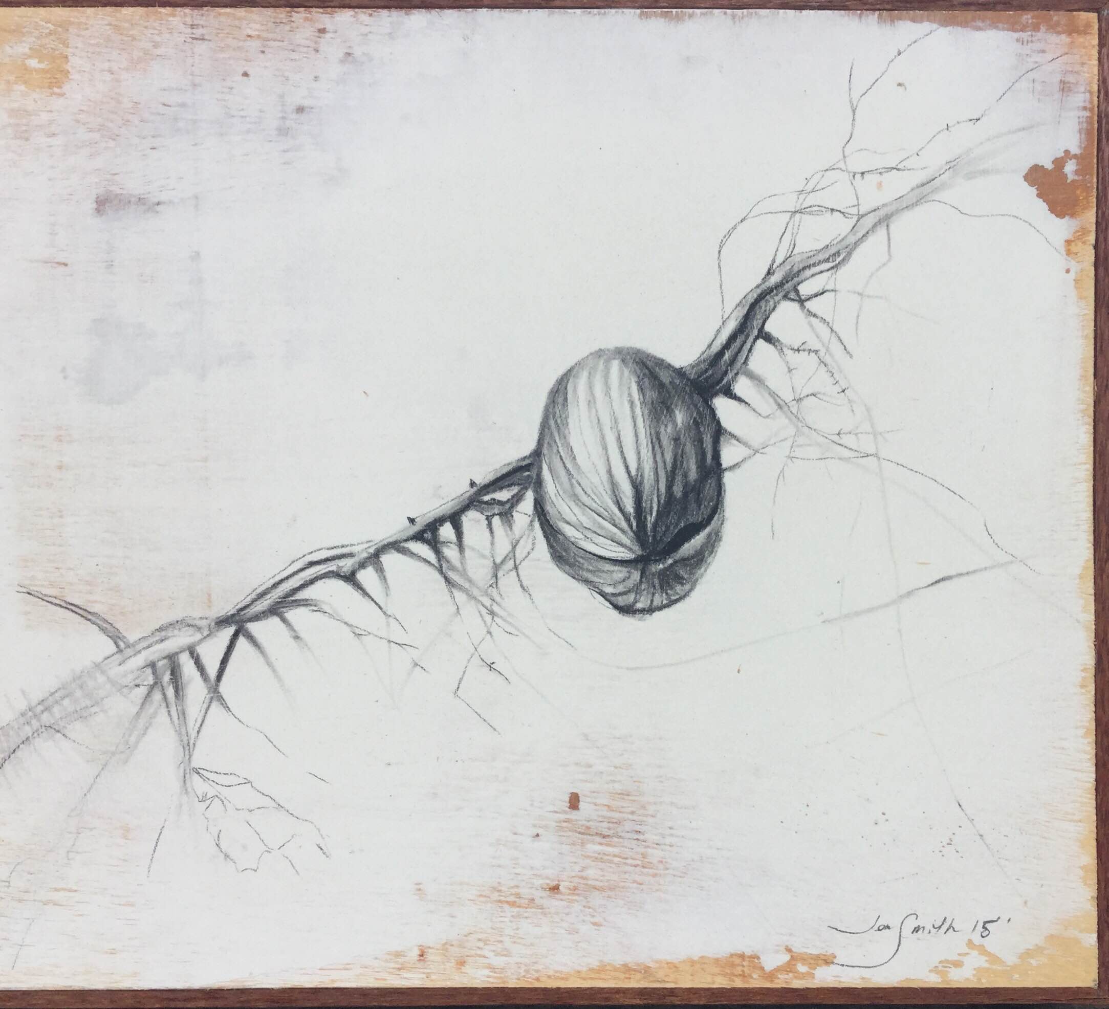 Walnut Sprout - $100