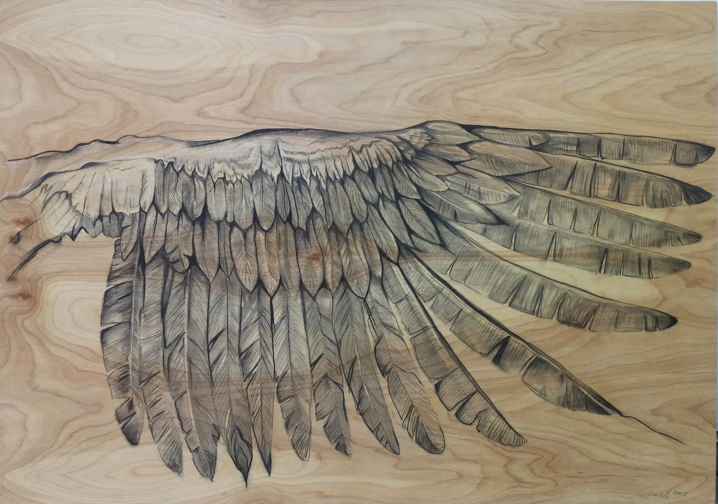 Wing Span Study - $600