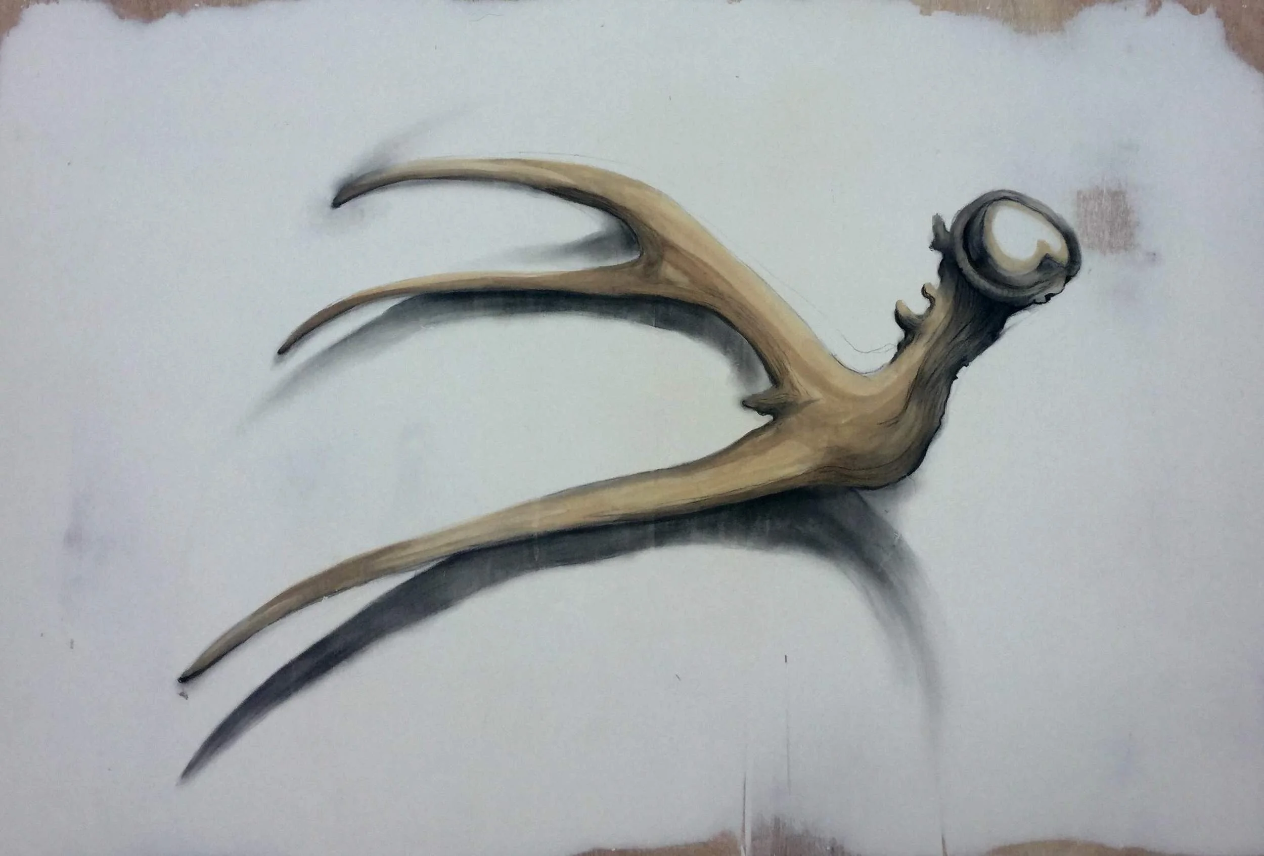 Antler Study 2 - $450