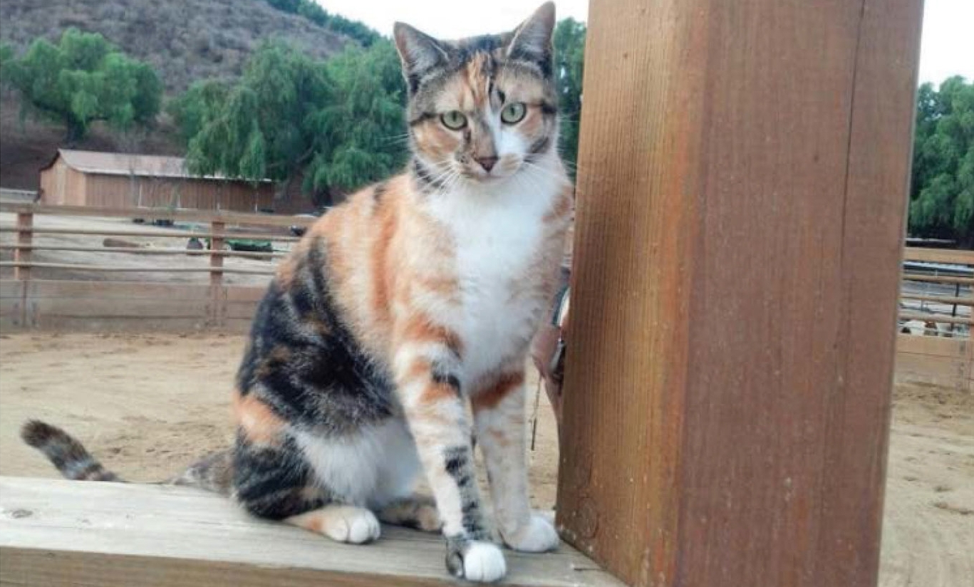 This is Fiesta. Fiesta rescued a human named Barbara. Discover how Solution-Based Rescue can resolve welfare problems for animals and humans.