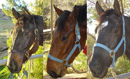 The tired and spiritless eyes of three rescue Thoroughbreds.