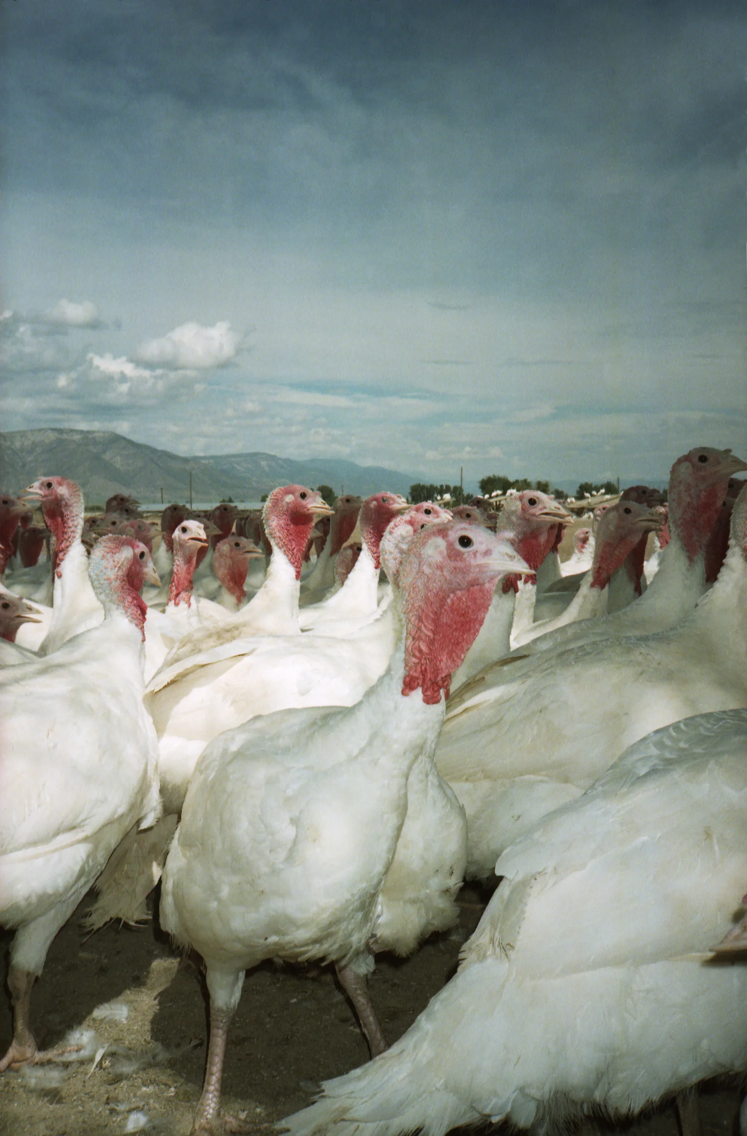  Turkey Farm - Mesa, AZ  