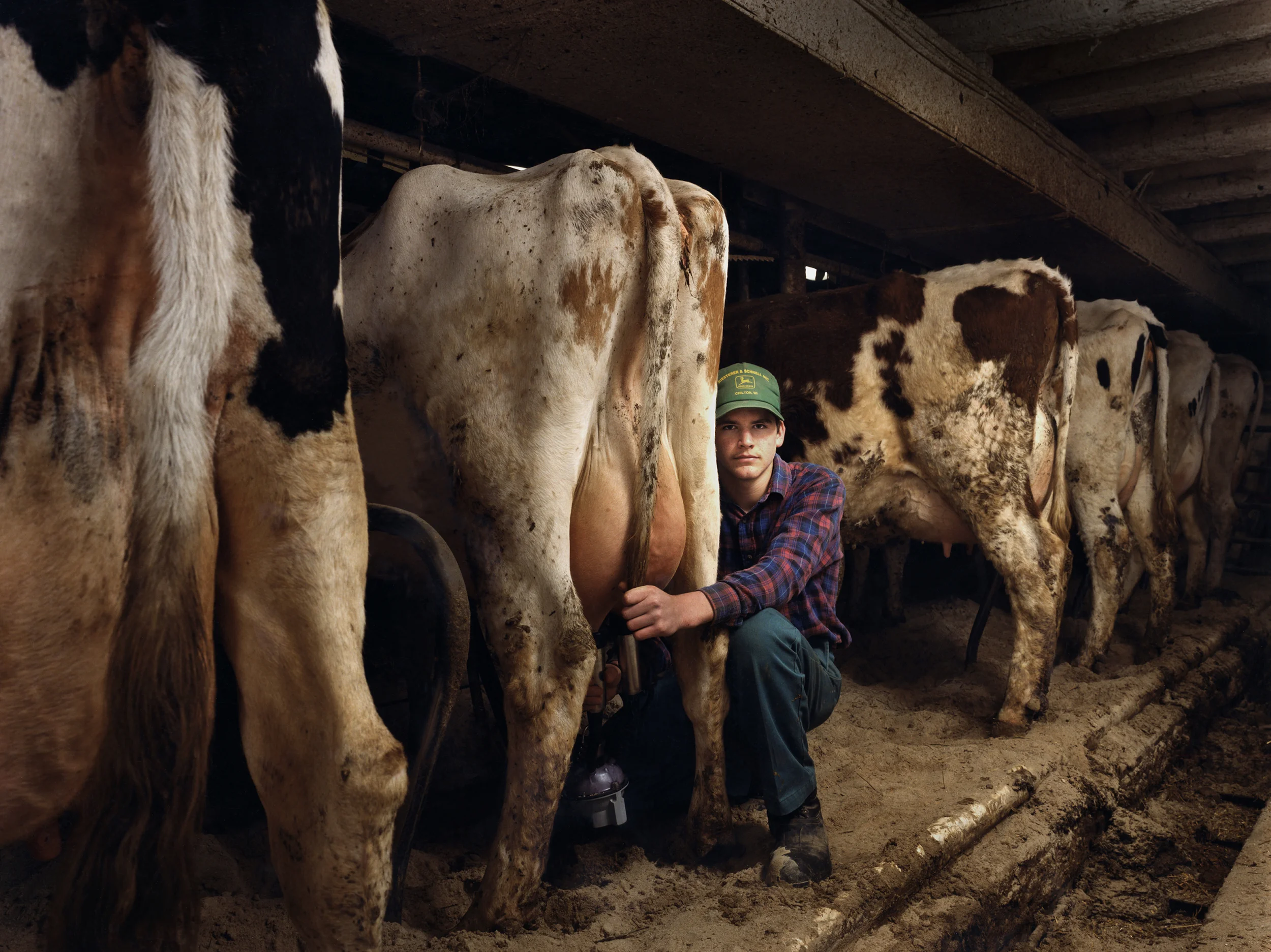 Organic dairy farmer - Madison, WI