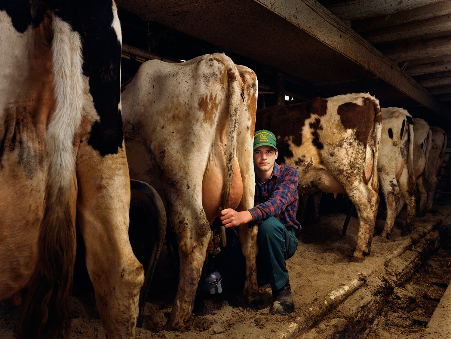 Andrew milking cow - Ripon, WI