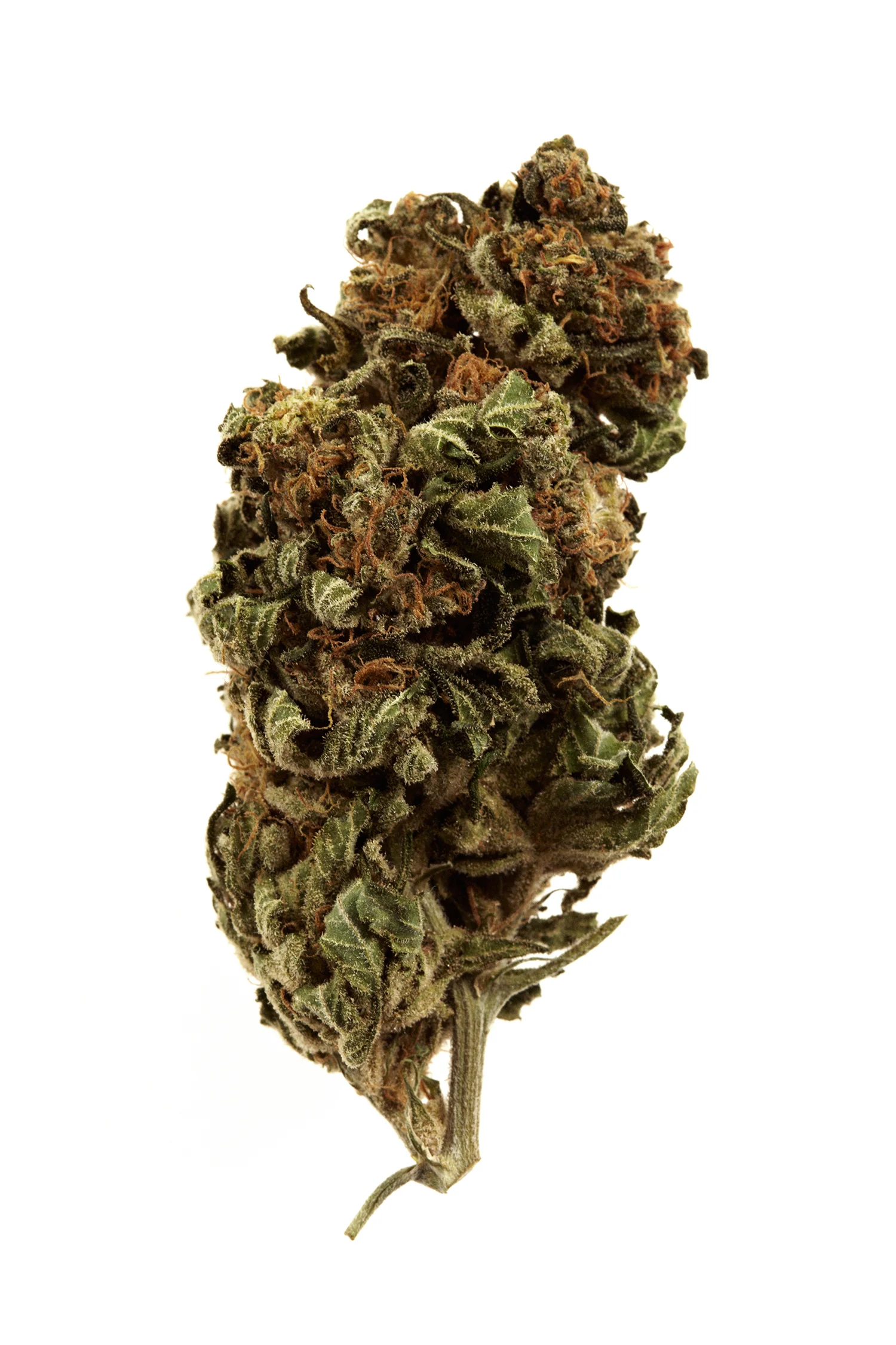 Time_Marijuana_G293_JRI_100912TIME_USMJ_SC7_0100_RGB.jpg