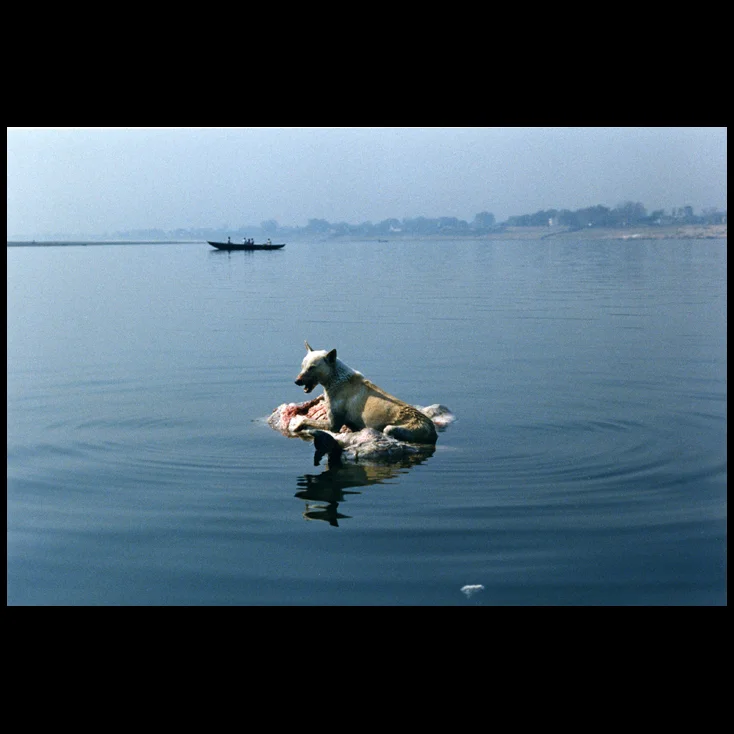   Polaroid - For a meal, a feral street dog swam out to the middle of the Ganges River to ride along with the bloated, rotting floating carcass of a water buffalo in Varanasi, India.  