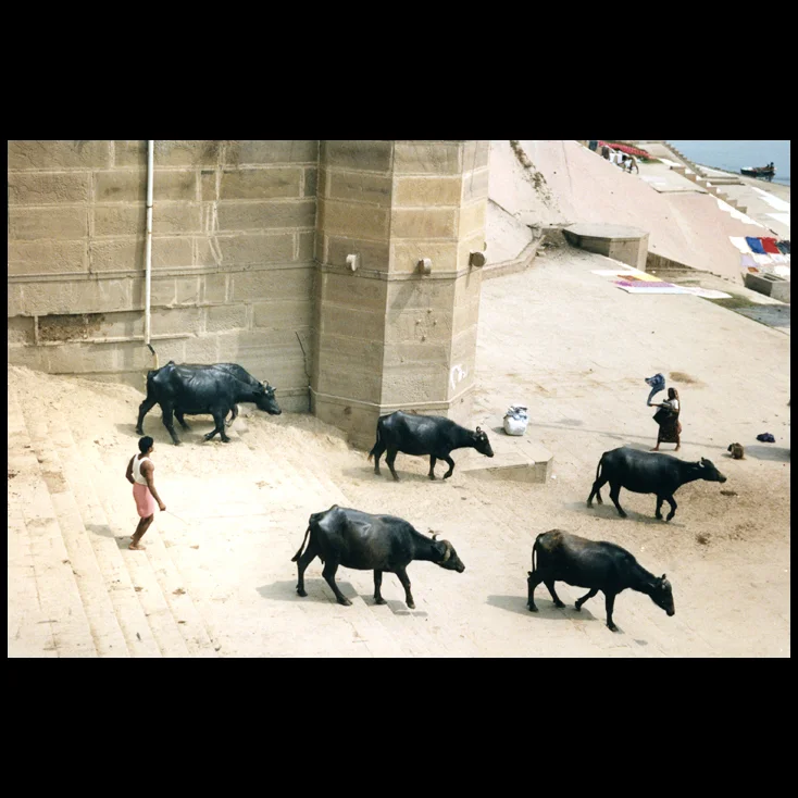   Polaroid - A shepard brings his herd of water buffalo down to the banks of the Ganges River for a drink and a cooling swim - Varanasi, Inda  