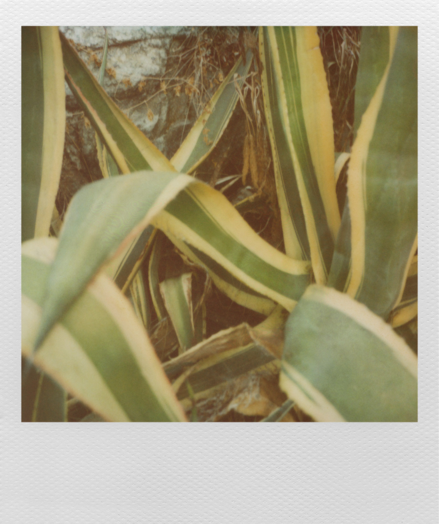 08_0000_PolaroidFrame_ForPlacement_008_Squarespace.jpg