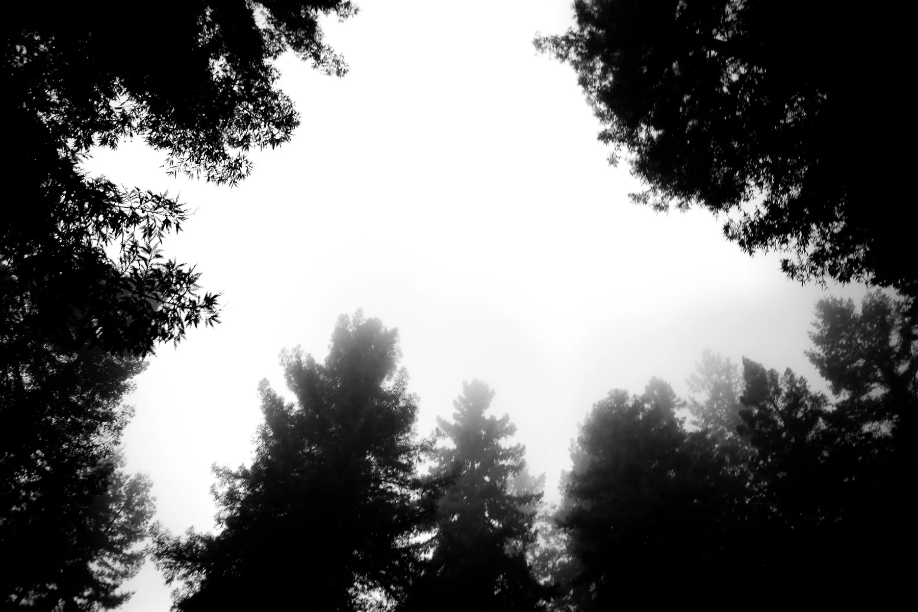 10_1201_Guerneville_001_Edit_Squarespace.jpg