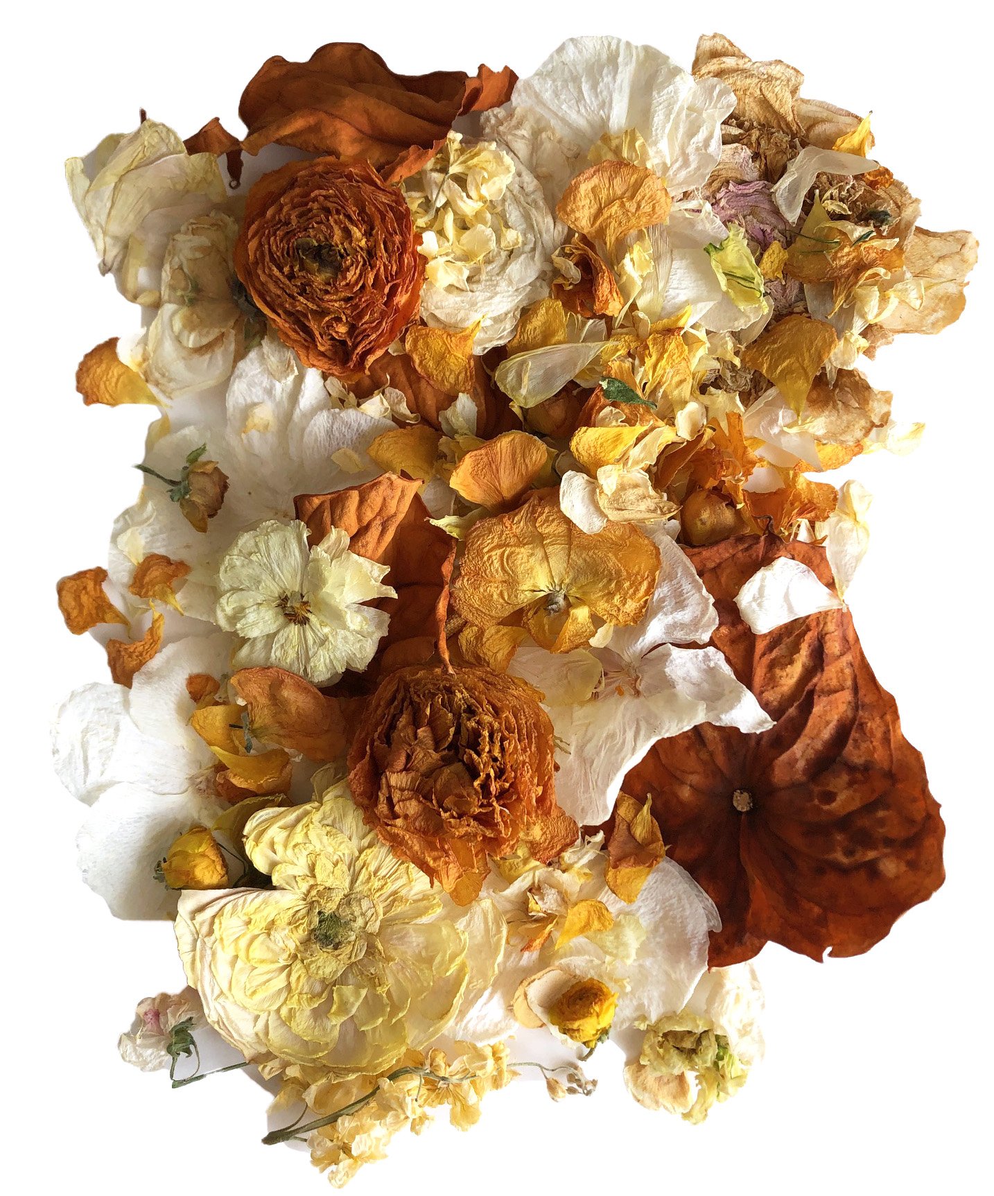 dried flowers.jpg
