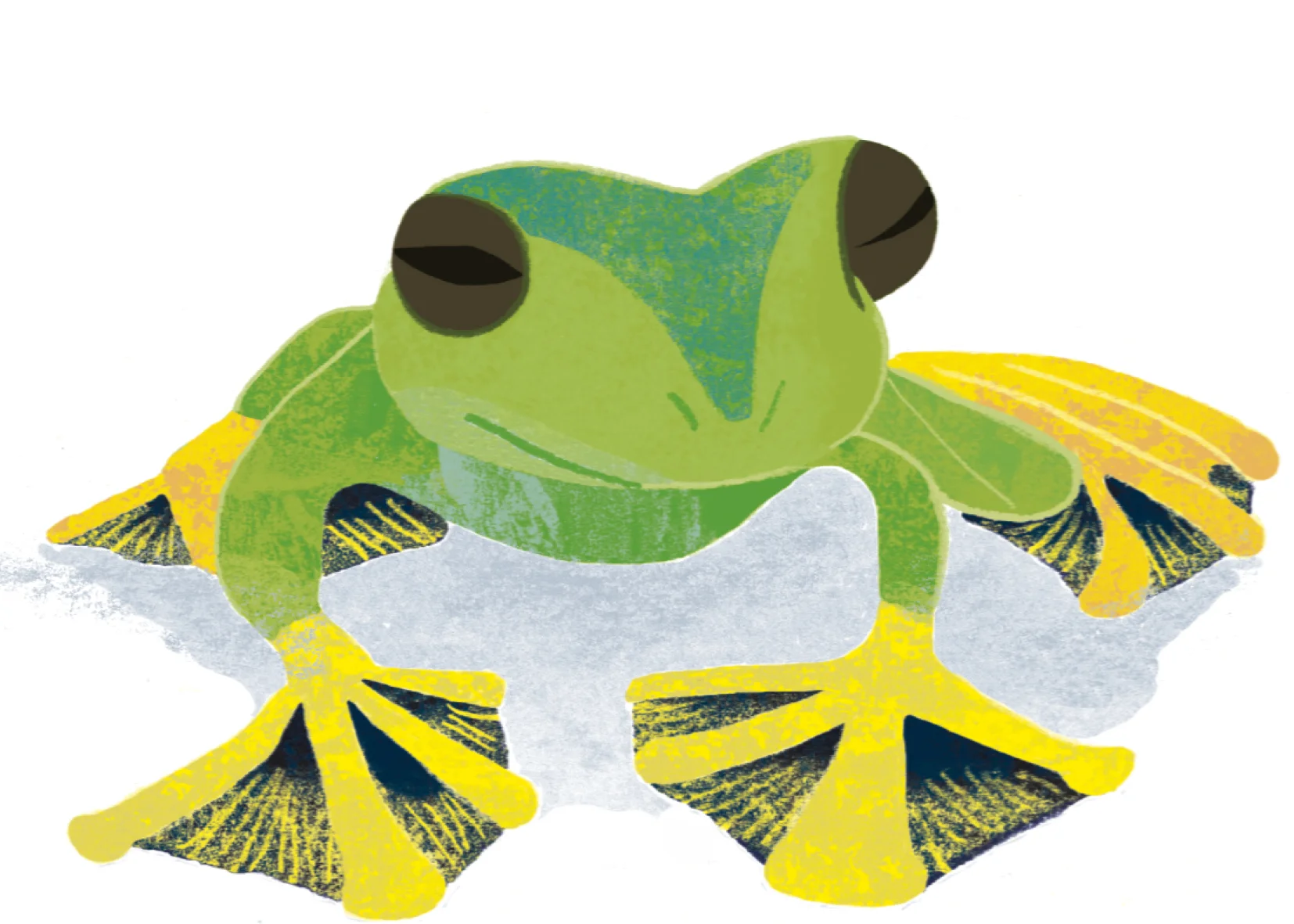 frogs_7.jpg