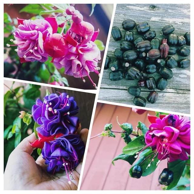 Beyond beauty... The Fuchsia will surprise you in your summer salad.