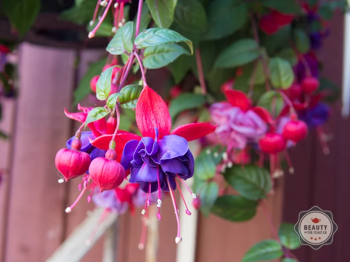 Different Fuchsias will produce different flavours so taste yours to find out if you like it.