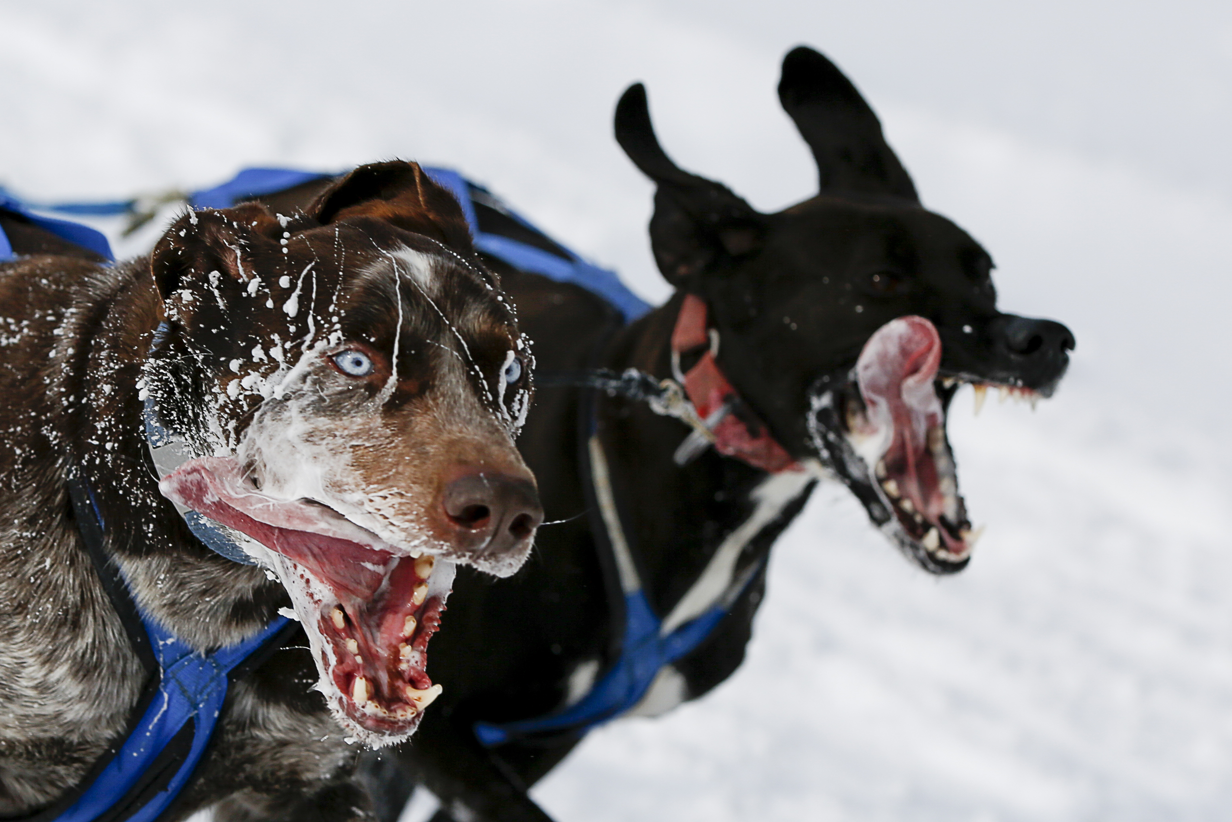 Musher Jocelyn Bradbury's team of sled dogs race past the Laconia Country Club in Laconia, N.H., during the final day of racing at the 86th Laconia World Championship Dog Sled Derby on Feb. 15, 2015.