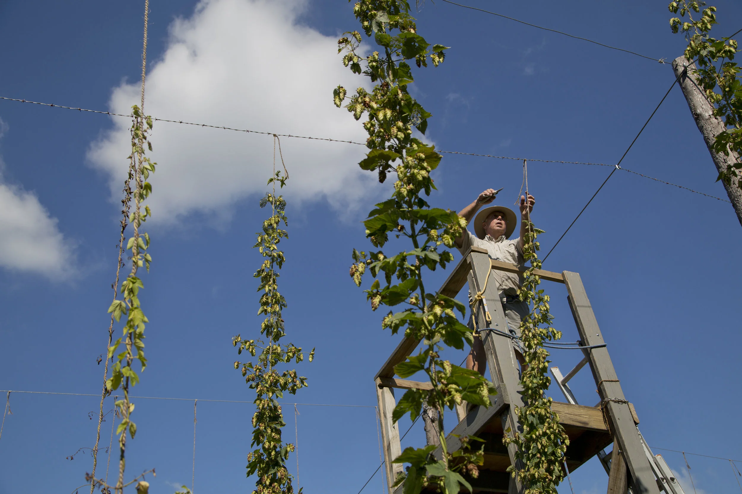 Dean Vonderheide of Jasper harvested Cascade hops at White River Hops farm in Haysville on Thursday. Cascade is one of the most popular hops variety for craft beer brewers. This is Vonderheide's second year growing hops. 
