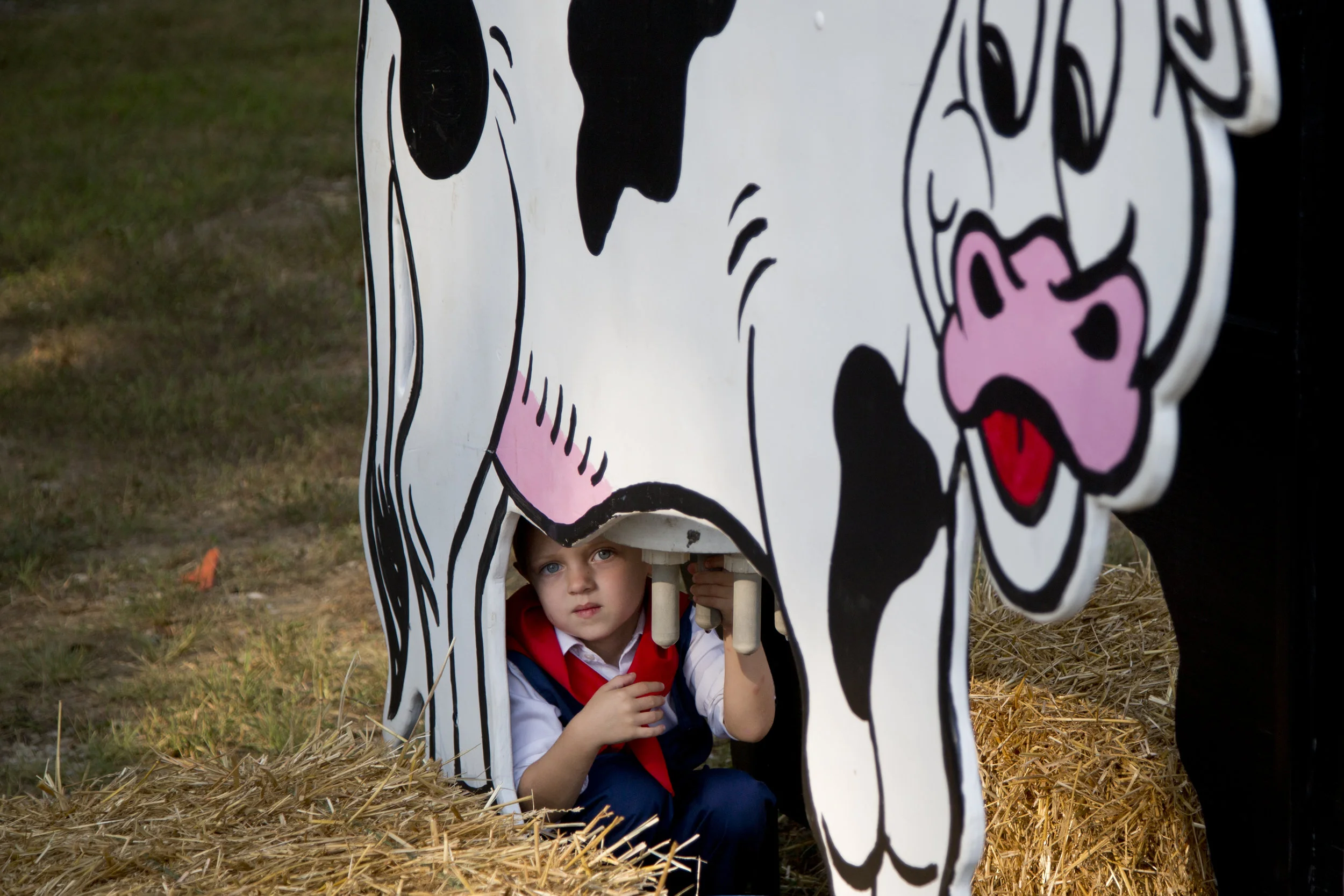 Little Mister contestant William Flamion of Holland, 3, sat under a cow-milking display before the start of the Little Miss and Mister contest during the Holland Community Fest in Holland on Friday. 