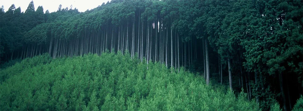 sustainability.jpg