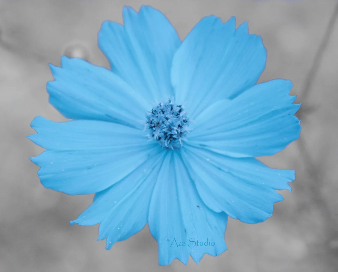 The Genie Flower
