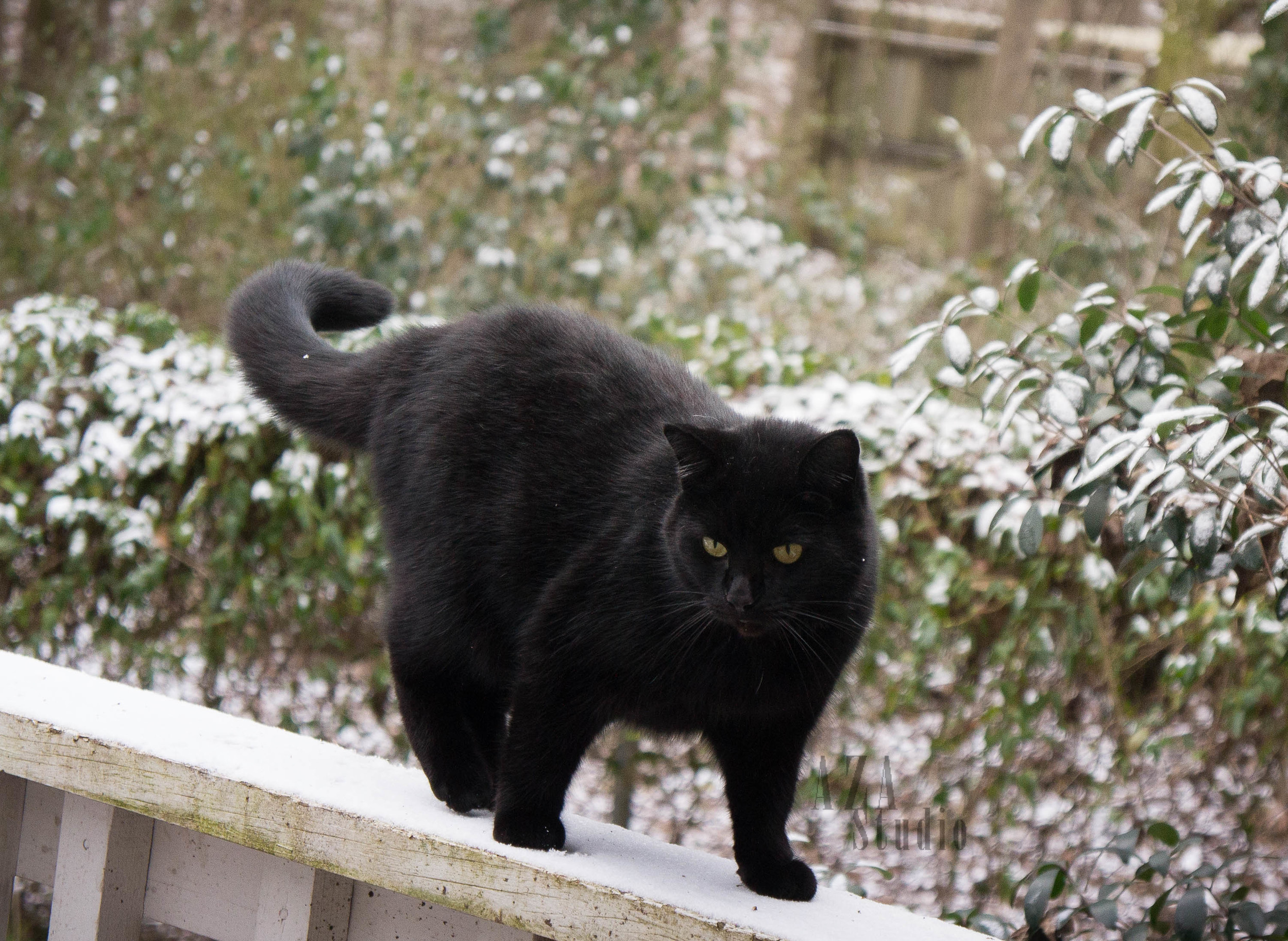 Arwen is unsure of the snow
