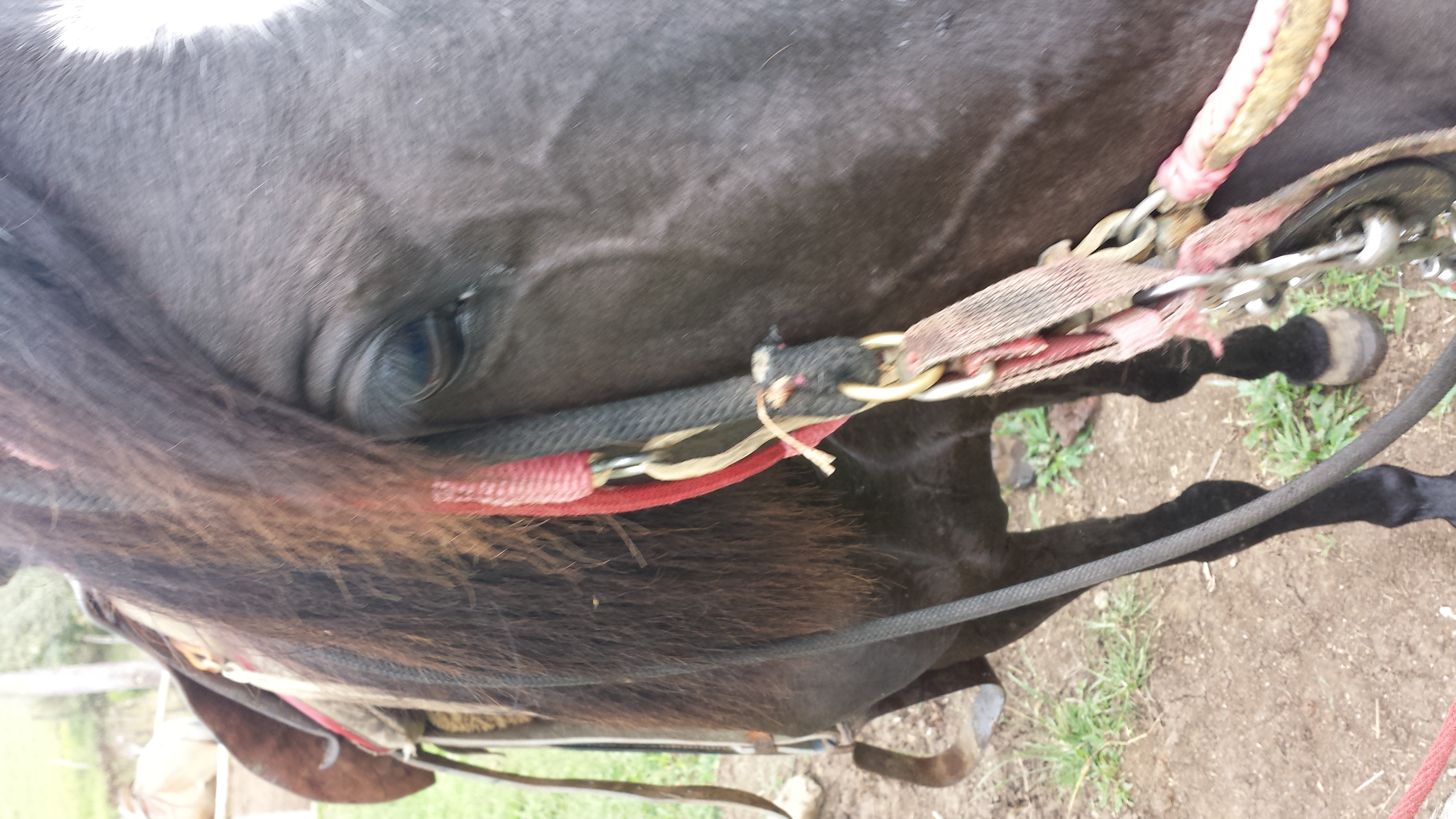 My horse didn't have a name so I called her 'Curious'