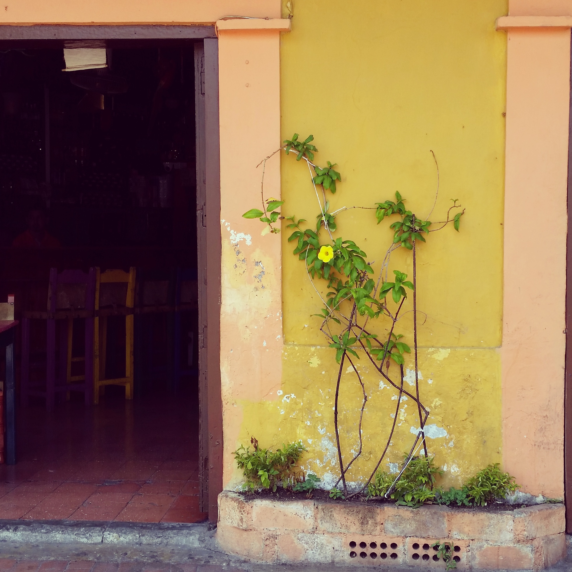 A wallflower on the outskirts of Getsemani