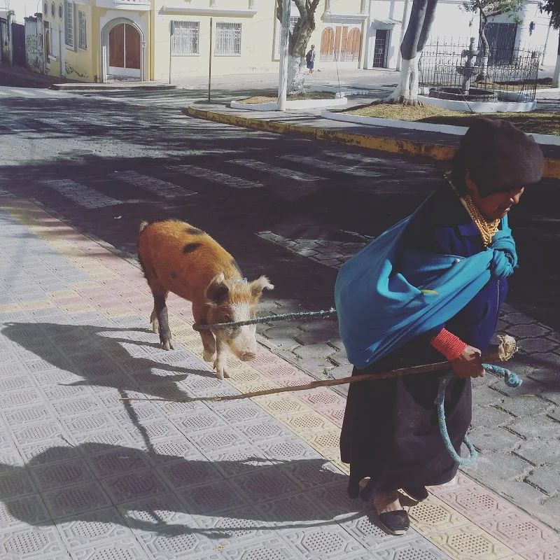 There's a possibility she was coming back from the market having just bought this pig. Her walk back up the hill is not for the feint of heart.