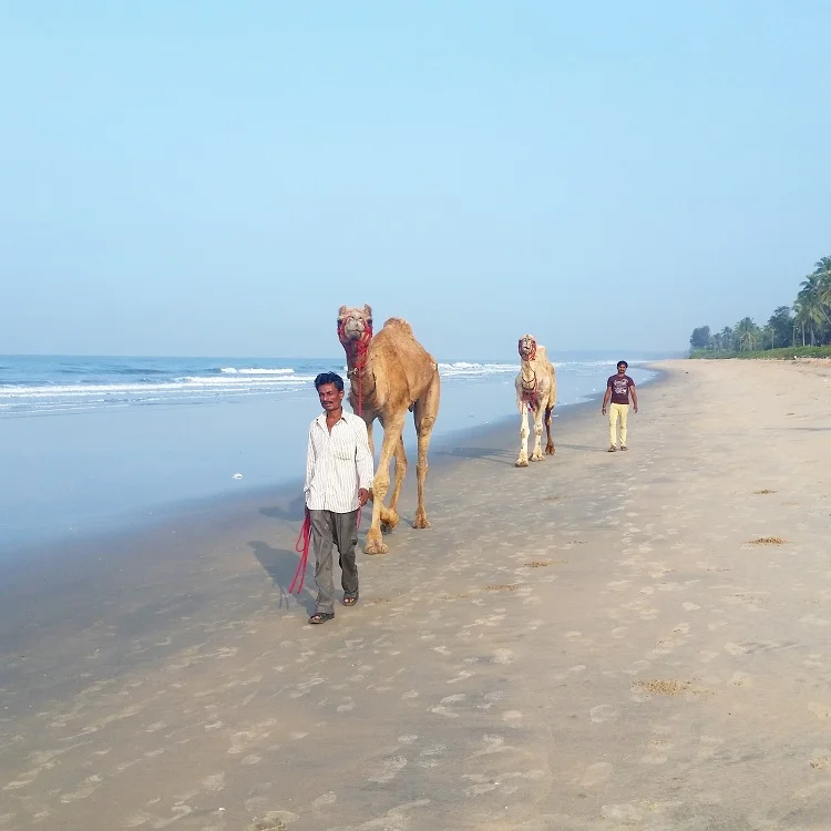 Building a day and Indian train journey's