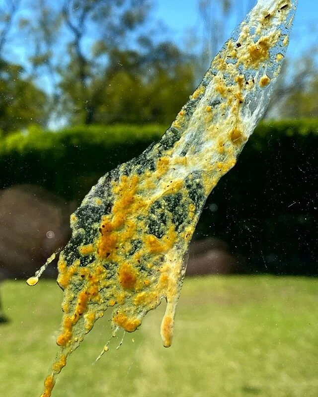 Amila said, “Mama you love taking pictures of disgusting things! and Don’t you think that bird felt so much better after?” Yes & Maybe