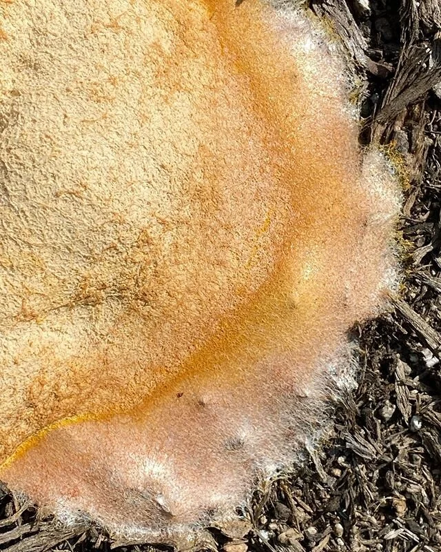 what is it?! did we just alter the earth with our stick poking glee?