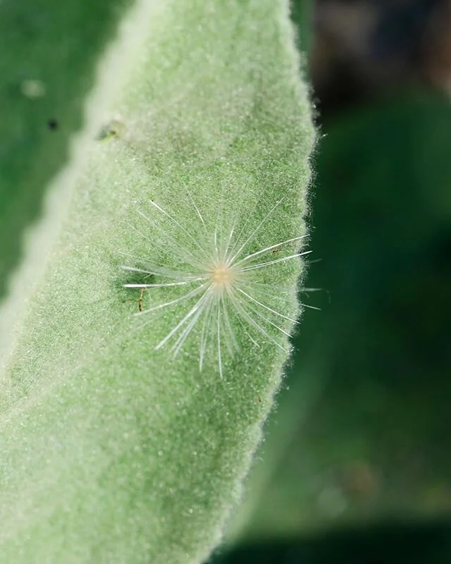spending a lot of time over at the hahamongna watershed looking and listening and visiting @hahamongnanursery. i am in love x