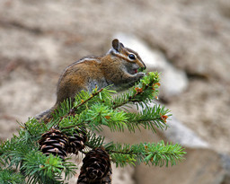 Fotosearch_k5580853ChipMunk.jpeg