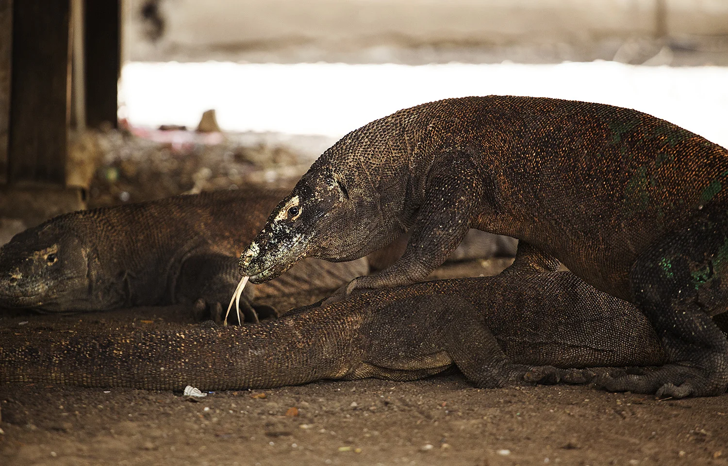 dragons chilling under some guy's house in Rinca