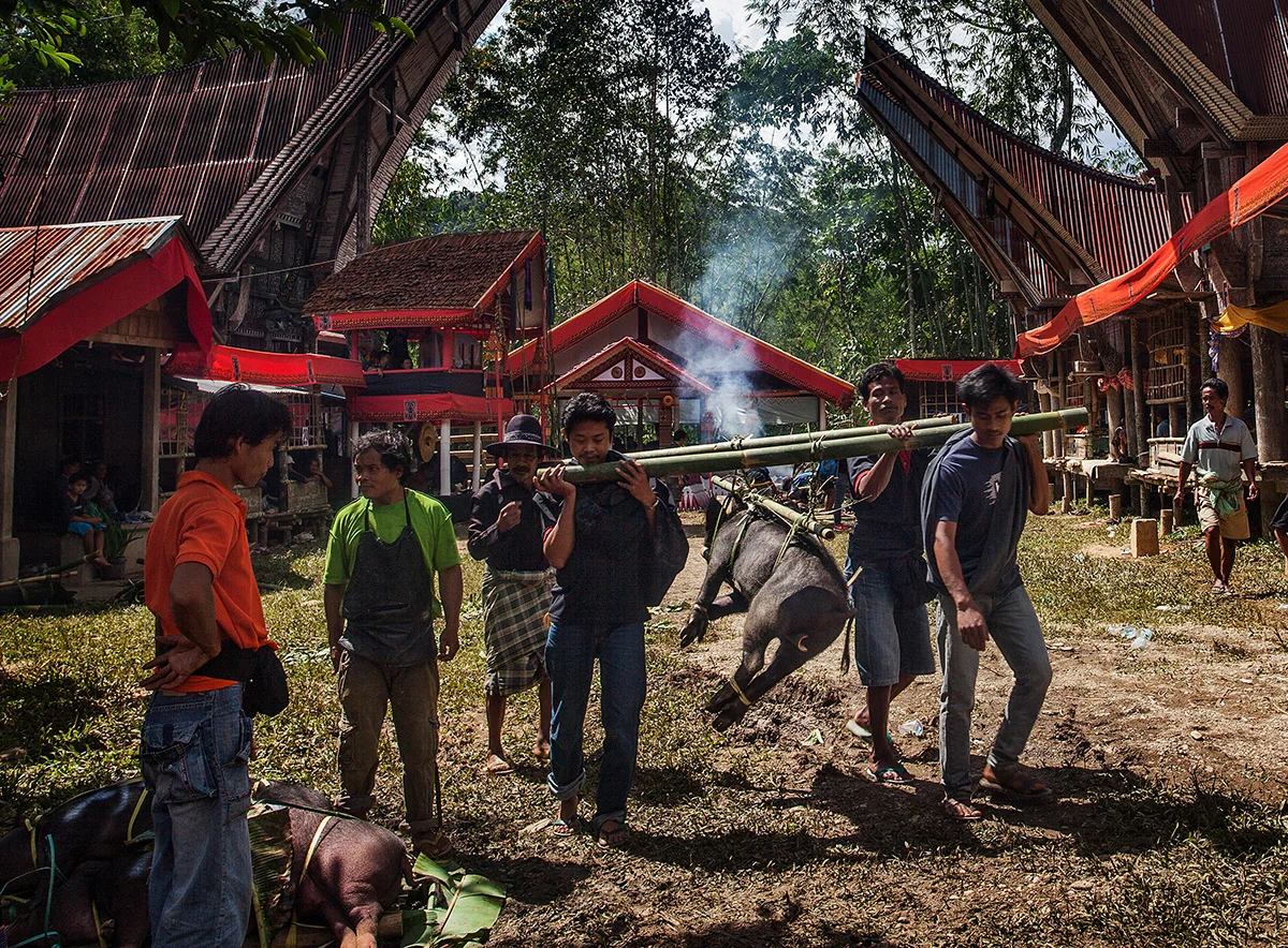 The scene in the main yard. Men carry off a pig to be slaughtered