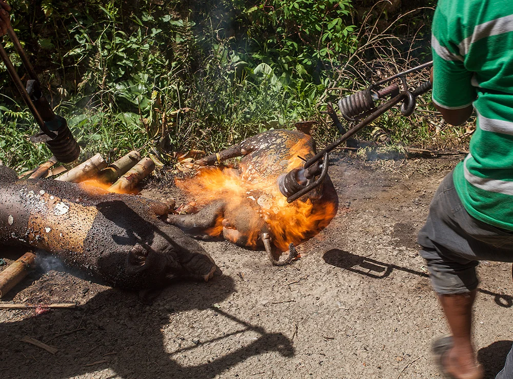 blowtorching the dead pigs