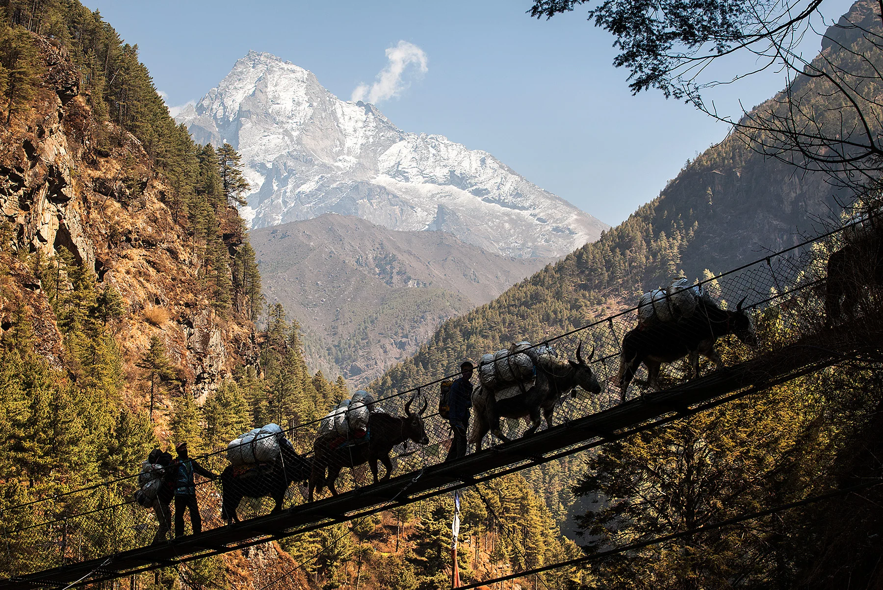 yak crossing