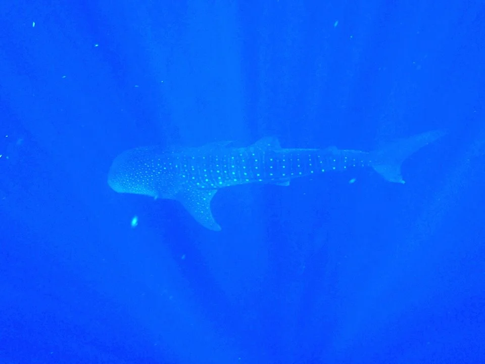 whaleshark!